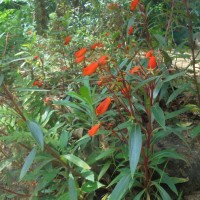 Seemannia sylvatica (Kunth) Hanst.